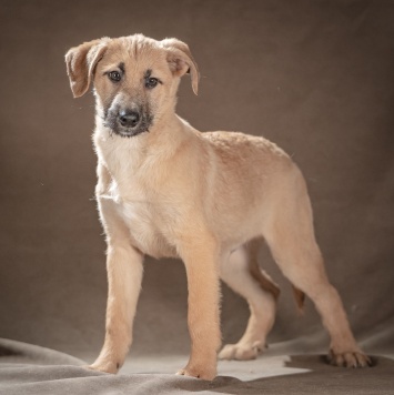 Собаки в добрые руки - Мачо - 1