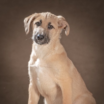 Собаки в добрые руки - Мачо - 2