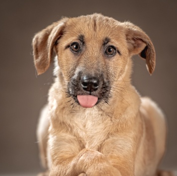 Собаки в добрые руки - Мачо - 3