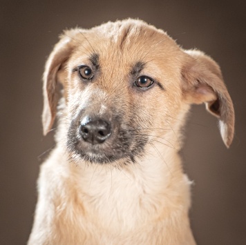 Собаки в добрые руки - Мачо - 4