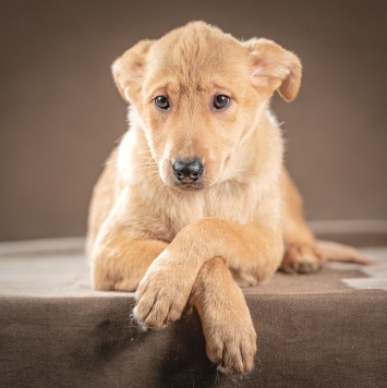 Собаки в добрые руки - Молли