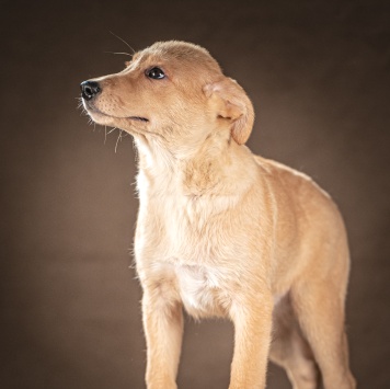 Собаки в добрые руки - Молли - 1