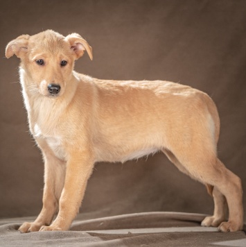 Собаки в добрые руки - Молли - 2