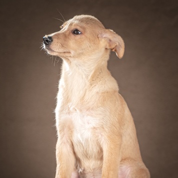 Собаки в добрые руки - Молли - 3