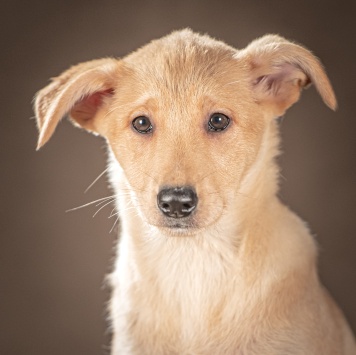 Собаки в добрые руки - Молли - 4