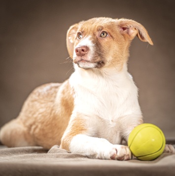 Собаки в добрые руки - Марсель