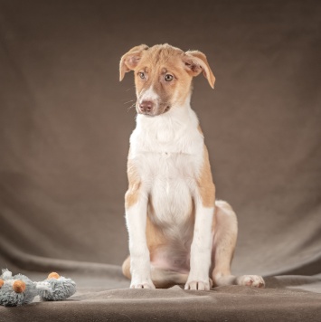 Собаки в добрые руки - Марсель - 1