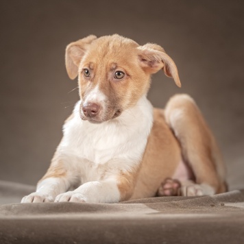 Собаки в добрые руки - Марсель - 2