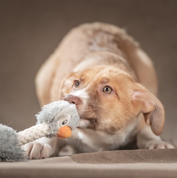 Собаки в добрые руки - Марсель - 3