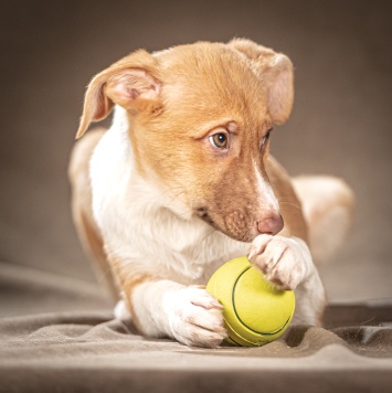 Собаки в добрые руки - Марсель - 4