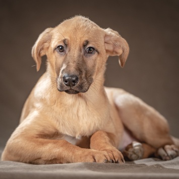 Собаки в добрые руки - Мегги