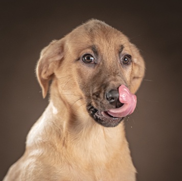 Собаки в добрые руки - Мегги - 4