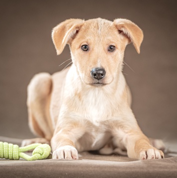 Марли - Собаки в добрые руки