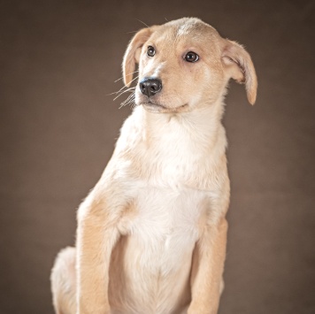 Собаки в добрые руки - Марли - 1