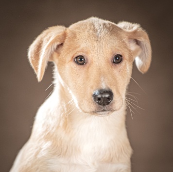 Собаки в добрые руки - Марли - 2