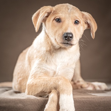 Собаки в добрые руки - Марли - 3