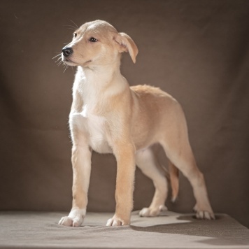 Собаки в добрые руки - Марли - 4