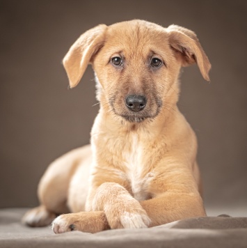 Мейси - Собаки в добрые руки