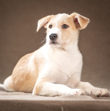 Майло - Собаки в добрые руки