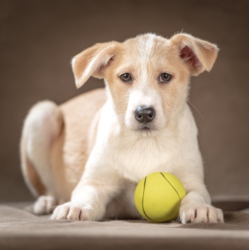 Собаки в добрые руки - Майло - 1
