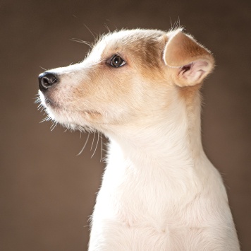 Собаки в добрые руки - Майло - 2