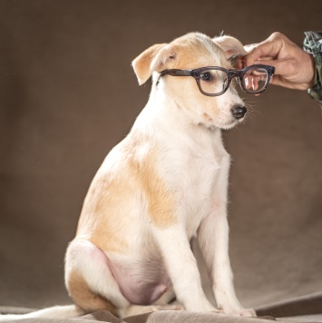 Собаки в добрые руки - Майло - 3