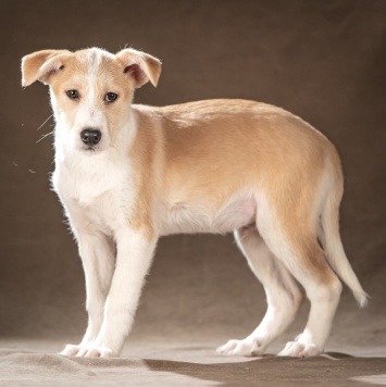 Собаки в добрые руки - Майло - 4