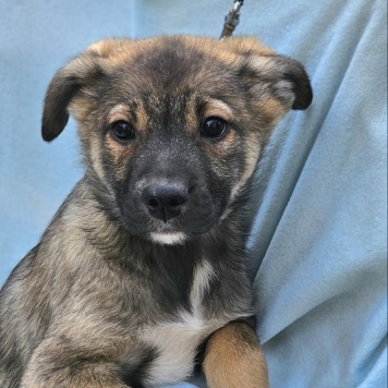 Собаки в добрые руки - Аякс - 1