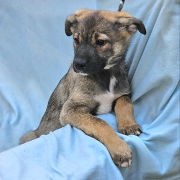 Собаки в добрые руки - Аякс - 2