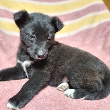 Элли - Собаки в добрые руки