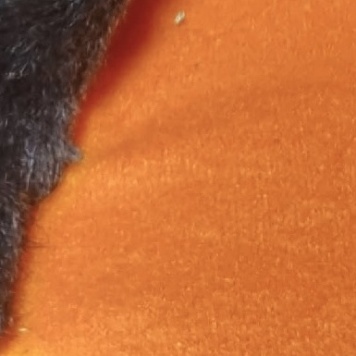 Собаки в добрые руки - Элли - 1