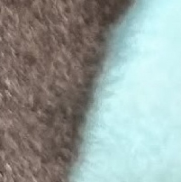 Собаки в добрые руки - Элли - 2