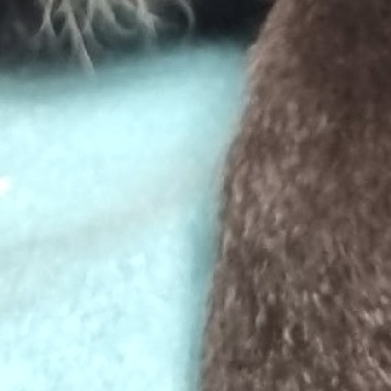 Собаки в добрые руки - Элли - 3