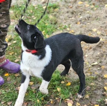 Бэлла - Собаки в добрые руки