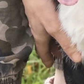 Собаки в добрые руки - Бэлла - 1