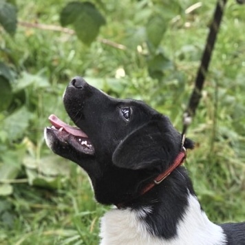 Собаки в добрые руки - Бэлла - 2