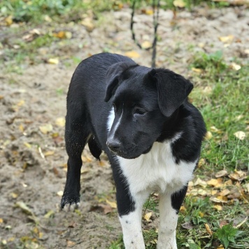 Собаки в добрые руки - Бэлла - 3