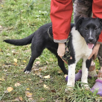 Собаки в добрые руки - Бэлла - 4