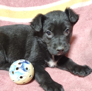 Черныш - Собаки в добрые руки