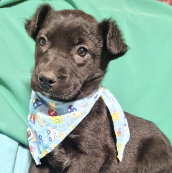 Собаки в добрые руки - Черныш - 1