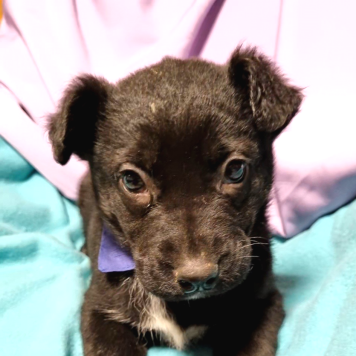 Собаки в добрые руки - Черныш - 2