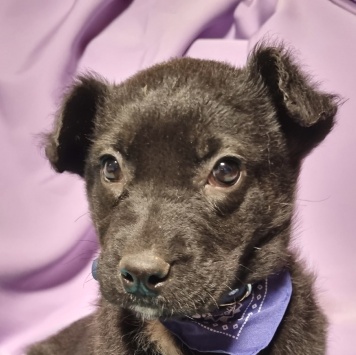 Собаки в добрые руки - Черныш - 3