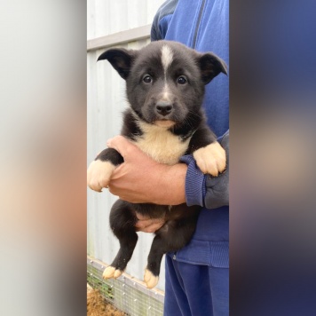 Собаки в добрые руки - Герда