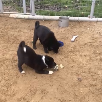 Собаки в добрые руки - Герда - 1