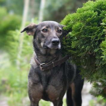 Собаки в добрые руки - Марта