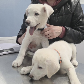 Айс и Асти - Собаки в добрые руки