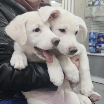 Собаки в добрые руки - Айс и Асти - 1