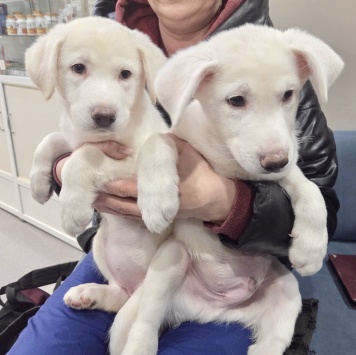 Собаки в добрые руки - Айс и Асти - 2