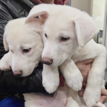 Собаки в добрые руки - Айс и Асти - 3