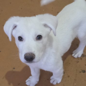 Собаки в добрые руки - Айс и Асти - 4